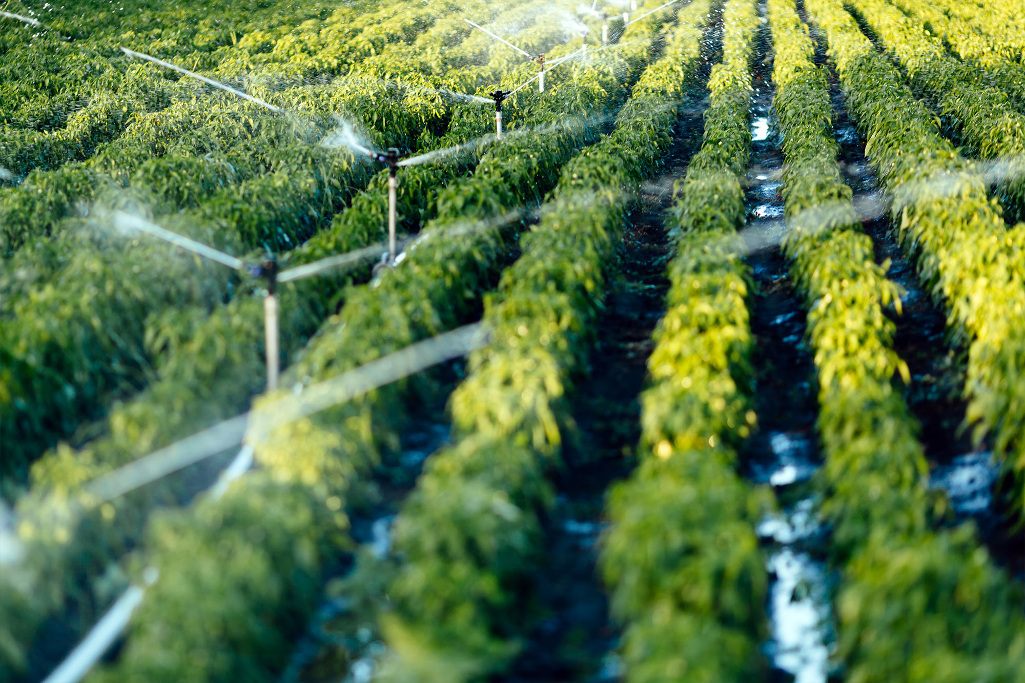 L'irrigazione del giardino: la sua importanza e le tecniche